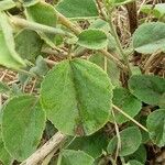 Hibiscus flavifolius Blatt