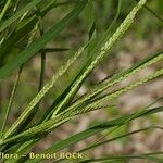 Eleusine africana Leaf