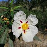 Cistus ladanifer Floare