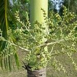 Adonidia merrillii फूल