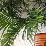 Howea forsteriana Blad