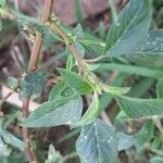 Amaranthus spinosus Blatt