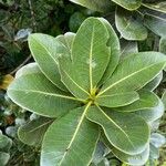 Sideroxylon cinereum Leaf
