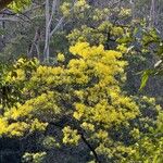 Acacia decurrens 花