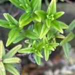 Glandora prostrata 葉