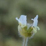 Sideritis hirsuta Flower