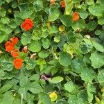 Tropaeolum majusList