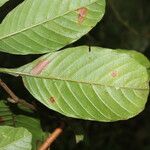 Davilla nitida Yaprak
