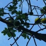 Pichonia balansana Elinympäristö