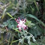 Fumaria barnolae Fula