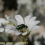 Cerastium gibraltaricum Blüte