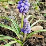 Muscari botryoides Hábito