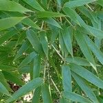 Phyllostachys nigra 葉