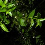 Chiococca alba Yaprak