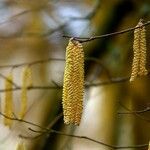 Corylus avellanaЦвят