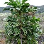 Myodocarpus crassifolius Hábito