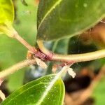 Sarcococca hookeriana Flower