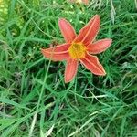 Hemerocallis fulvaᱵᱟᱦᱟ