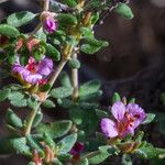 Frankenia pulverulenta Flor