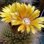 Parodia microsperma Flor