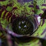 Neoregelia carolinae Fleur