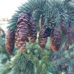 Picea engelmannii ᱡᱚ