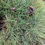 Armeria pungens Yaprak