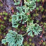 Lycopodium × oellgaardii Other