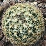 Coryphantha elephantidens Ліст