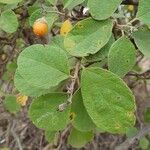 Cordia monoica Folha