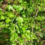 Turraea parvifolia Leaf