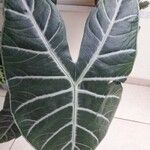 Alocasia longiloba Blatt