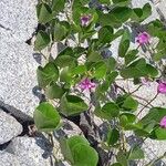 Canavalia rosea Vivejo