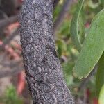 Leucospermum erubescens 樹皮