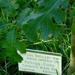 Quercus kelloggii Other