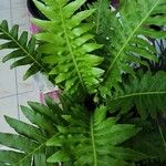 Blechnum brasilienseLevél