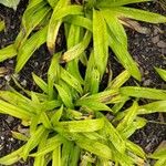 Carex plantaginea 叶