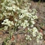 Pseudognaphalium californicum Flower