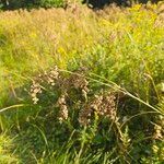 Scirpus cyperinusFruit