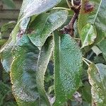 Pyrus pyrifolia Leaf