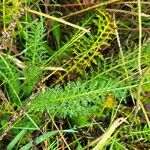 Achillea × roseoalbaFolha