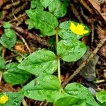 Lysimachia nemorum Blatt