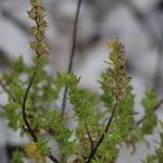 Odontites luteus Leaf