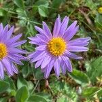 Aster alpinusKvet