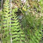 Osmundastrum cinnamomeum Leaf