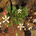 Micranthes clusii Flower