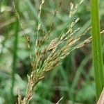 Calamagrostis arundinacea Λουλούδι