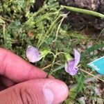 Lathyrus sylvestris Floro