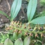 Bulbophyllum resupinatum Flor