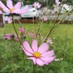 Cosmos caudatus 花